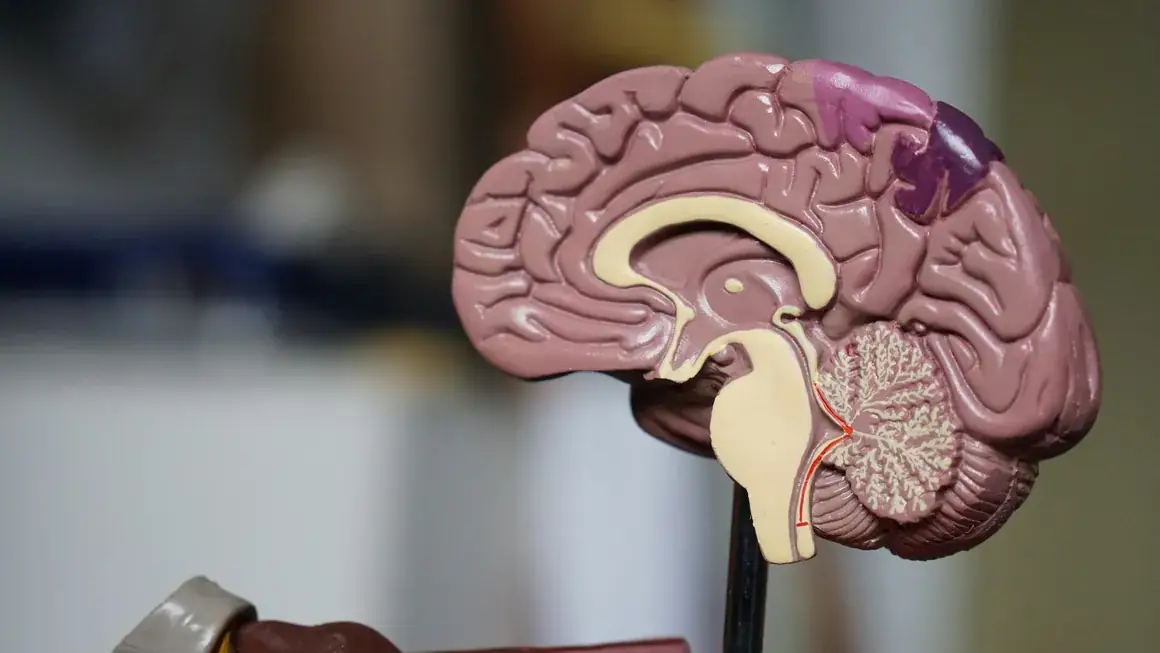 Modelo anatómico de un corte sagital del cerebro humano